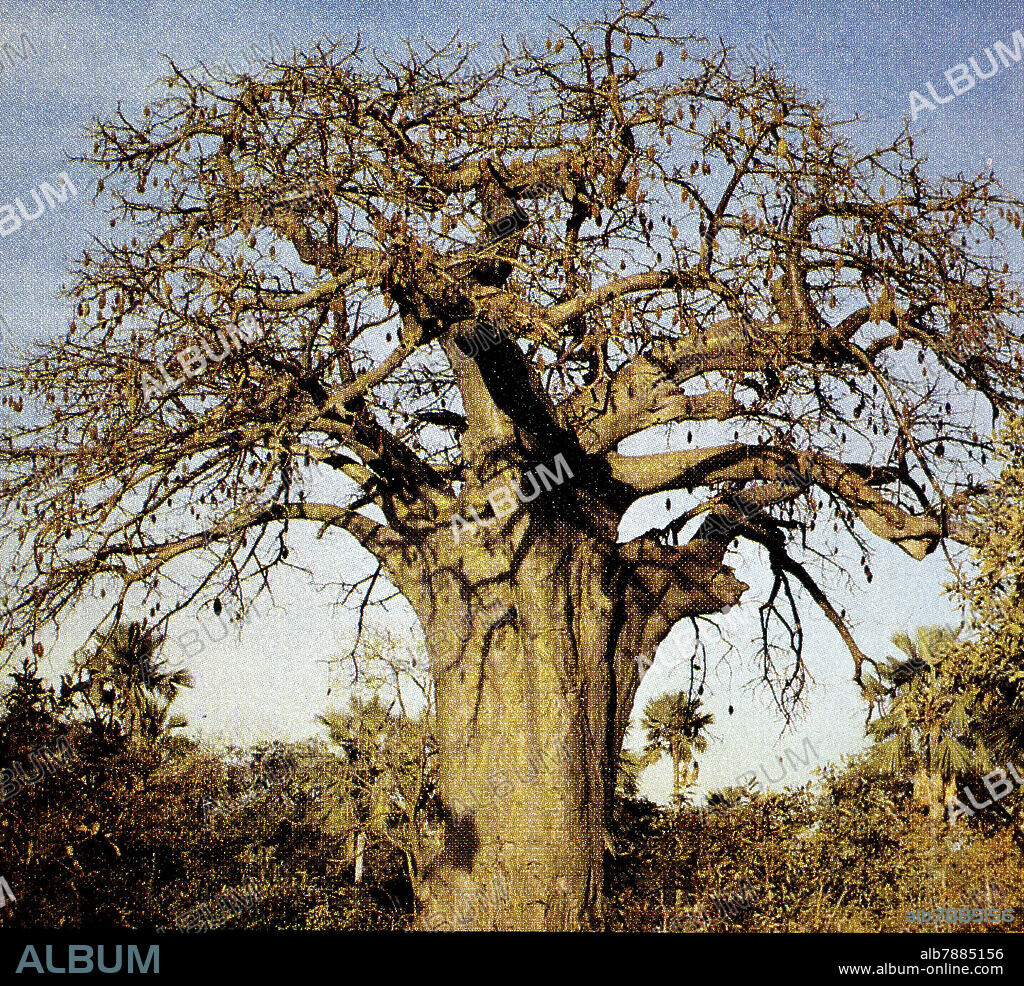 BAOBAB (ARBOL BOMBACEO DEL AFRICA TROPICAL).