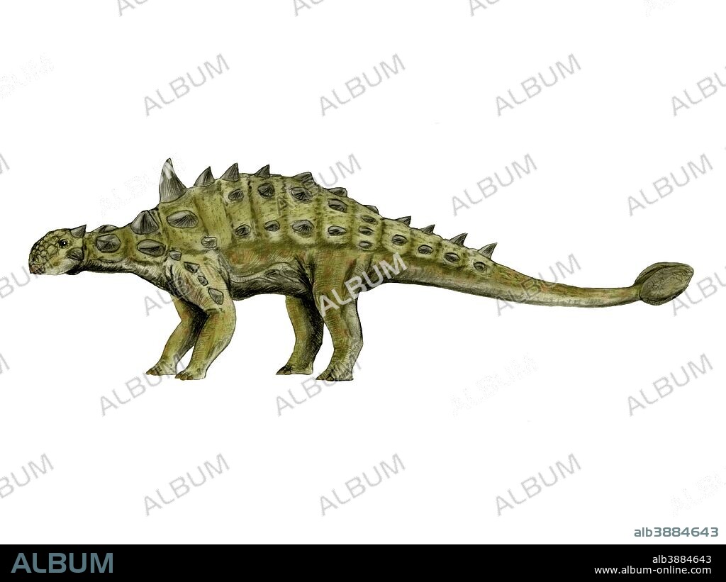 Euoplocephalus dinosaur, white background.