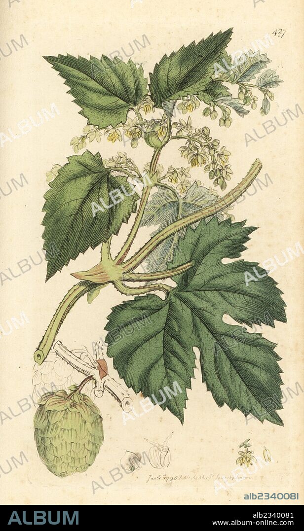 Hops, Humulus lupulus. Handcoloured copperplate engraving after a drawing by James Sowerby for James Smith's English Botany, 1798.