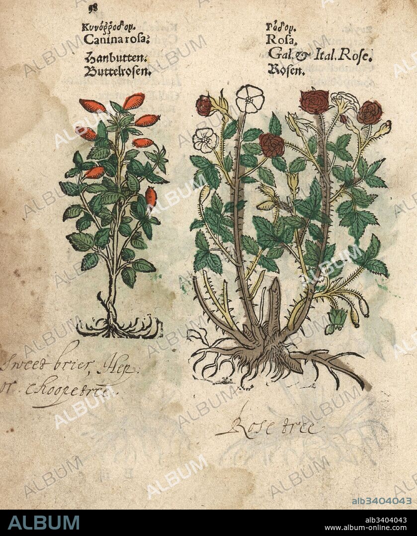 Briar or dog rose, Rosa canina and French rose, Rosa gallica species.
