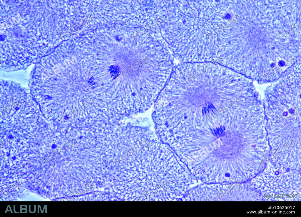 Mitosis in whitefish embryo. Mitosis (anaphase) in a stained thick section of whitefish blastula. Blue phase contrast. HFW = 220 micrometers.