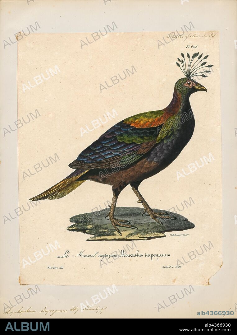 Lophophorus impeyanus, Print, The Himalayan monal (Lophophorus impejanus), also known as the Impeyan monal and Impeyan pheasant, is a bird in the pheasant family, Phasianidae. It is the national bird of Nepal, where it is known as the danphe, and state bird of Uttarakhand, India, where it is known as the monal. It was also the state bird of Himachal Pradesh until 2007. The scientific name commemorates Lady Mary Impey, the wife of the British chief justice of Bengal Sir Elijah Impey., 1825-1834.