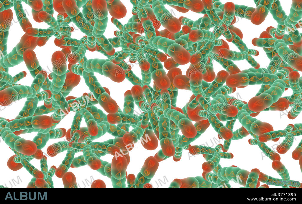 Illustration of chromosomes with telomeres. Chromosomes are composed of deoxyribonucleic acid (DNA) (gold ribbon inside chromosome) that contain sections, called genes, which encode the body's genetic information. Telomeres (red area) protect the ends of the chromosome and play a key role in cell aging. As cells replicate and age the telomere steadily shrinks. When the telomere reaches a certain length the cell stops dividing and dies.