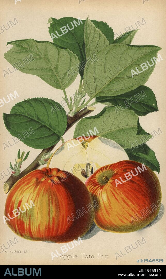 Apple variety, Tom Put, Malus domestica. Drawn by Walter Hood Fitch, chromolithograph from "The Florist and Pomologist" Robert Hogg, London, published from 1878 to 1884. 251 hand-coloured and chromolithographic plates of fruit and flowers. Drawn by Walter Hood Fitch, Miss E. Regel, and J.L. Macfarlane, lithographed by G. Severeyns and Stroobant, Belgium.