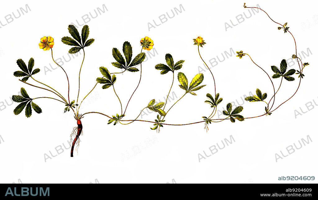 Kriechende Fingerkraut, Potentilla reptans, auch Kriechender Gänserich und Kriechender Gänsefuß sowie kurz auch seit dem Mittelalter Fünffingerkraut genannt, ist eine Pflanzenart aus der Familie der Rosengewächse / Potentilla reptans, known as the creeping cinquefoil, European cinquefoil or creeping tormentil.