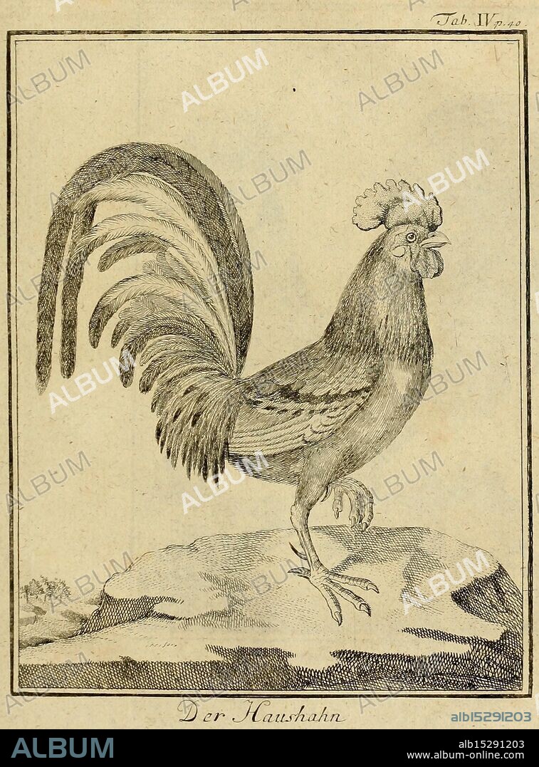 Büffons Naturgeschichte der Vögel Leipzig, bey Hermann Heinrich Holle, 1775-1782, birds, ornithology, pictorial works,, A detailed illustration of a rooster, prominently displaying its distinct features such as the curved tail feathers and pronounced comb atop its head. The bird stands confidently on a rocky surface, showcasing its robust body and textured plumage. The title ''Der Haushahn, ' which translates to ''The Domestic Rooster, ' is elegantly inscribed below the illustration, reflecting its association with domestication and farm life. The overall aesthetic emphasizes the rooster's proud posture and vibrant character, characteristic of its role in agricultural settings.