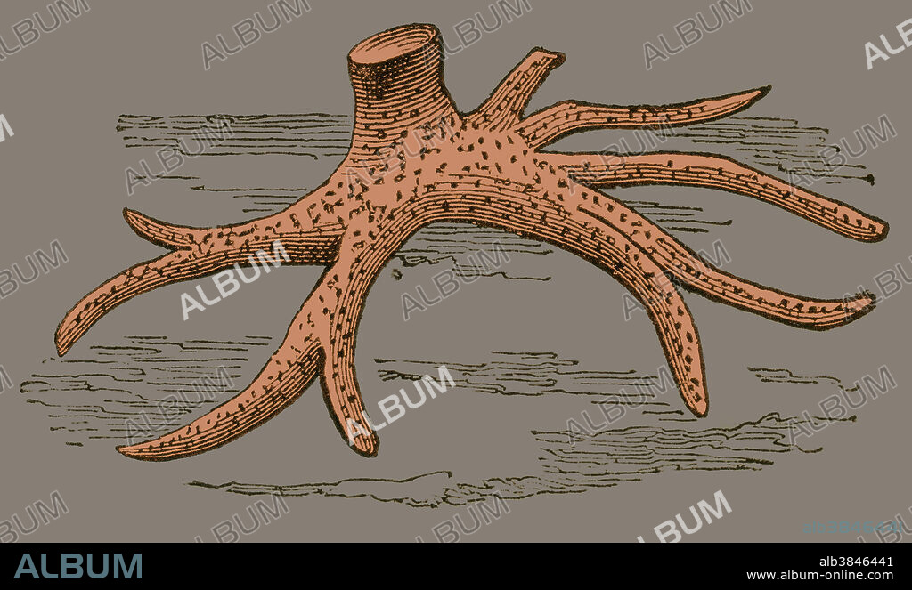 Stigmaria from the Carboniferous Period. Stigmaria are branching tree root fossils, usually from Sigillaria or Lepidodendron plants. The term stigmaria is a form taxon, identifying the shape of the fossil, but not the species. Illustration from Louis Figuier's The World Before the Deluge, 1867 American edition.