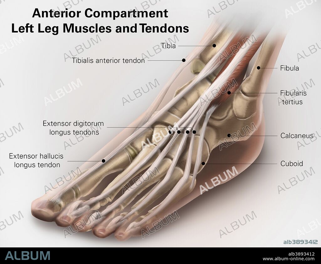 Anterior compartment anatomy of left leg muscles and tendons.