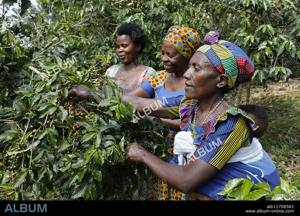 Kopakama coffee grower's cooperative, Rutsiro, Rwanda. Women's plot.