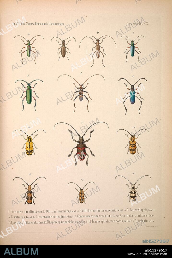 Naturwissenschaftliche reise nach Mossambique Berlin, G. Reimer, 1852- Mozambique, Zoology Cerambyx incultus Obrium murinum Callichroma heterocnemis Callichroma leucorhahis Callichroma ruficrus Closteromerus insignis Compsomera speciosissima Ceroplesis militaris Cymatura bifasciata Rhaphidopsis melaleuca Tragocephala variegata Tragocephala frenata, A detailed illustration showcasing a variety of beetle species, each meticulously labeled with corresponding numbers. The species are displayed in rows, highlighting their distinct shapes and colors. The top row features a mix of elongated and stout bodies, while the lower row includes more intricate patterns and markings. This depiction serves as an educational reference for entomologists and enthusiasts, illustrating the diversity found within this order of insects. The elegant presentation emphasizes both the scientific accuracy and aesthetic appeal of these fascinating creatures.