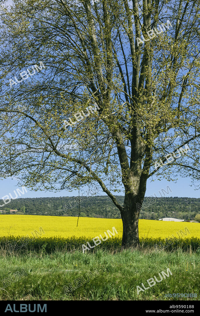 campo de colza,Brassica napus, parque natural regional de Luberon,Provenza,Francia, Europa.