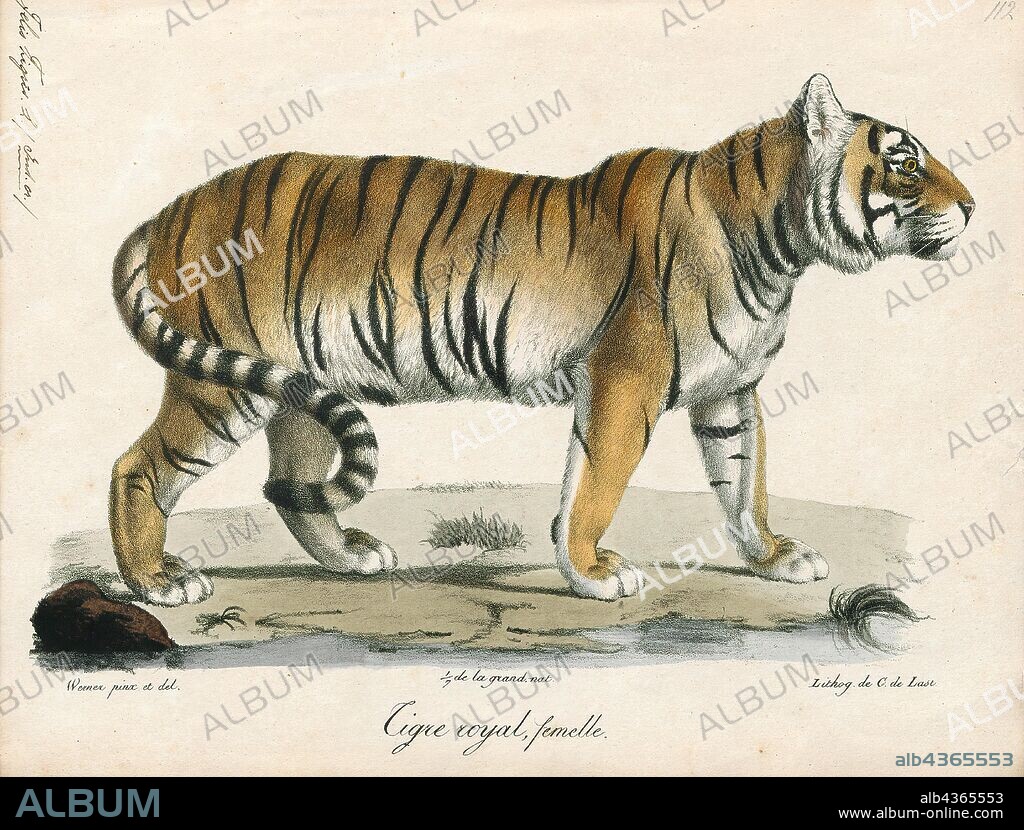 Felis tigris, Print, The tiger (Panthera tigris) is the largest species among the Felidae and classified in the genus Panthera. It is most recognisable for its dark vertical stripes on reddish-orange fur with a lighter underside. It is an apex predator, primarily preying on ungulates such as deer and wild boar. It is territorial and generally a solitary but social predator, requiring large contiguous areas of habitat, which support its requirements for prey and rearing of its offspring. Tiger cubs stay with their mother for about two years, before they become independent and leave their mother's home range to establish their own., 1818-1842.