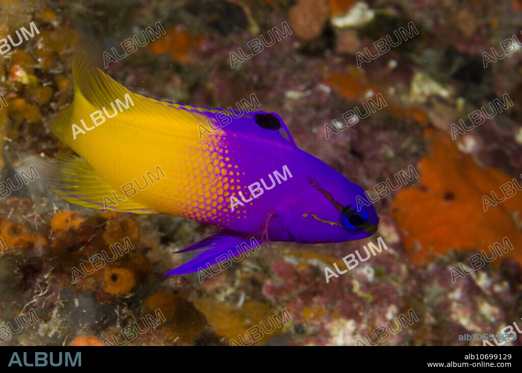 A Royal Gramma (Gramma loreto) or Fairy Basslet photographed in the Breakers Reef, Palm Beach, FL. This species is not known to inhabit Florida, although it's very common in the Bahamas, only 50 miles away. It might be a transplant or intentionally introduced by a careless aquarist.