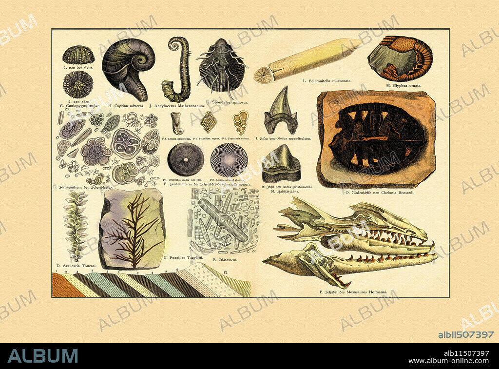 A collection of dinosaur fossils including a turtle, shark teeth, worms, shrimp, diatoms, sea urchins, and other creatures.  Diatoms, seaweed Fucoides targioni, conifer tree Araucaria toucasi, foraminifera in chalk, sea urchin Goniopygus major, mollusk Caprina adversa, ammonite cephalopod Ancyloceras matheronanum, and mollusk Spondylus spinosus.  Fossils of extinct celaphopod Belemnitella mucronata, crustacean Glyphea ornata, tooth of the mackerel shark Otodus appendiculatus, tooth of shark Squalicorax pristodontus (Corax pristodontus), turtle Chelonia benstedi, and skull of aquatic lizard Mosasaurus hofmanni. Chromolithograph from Dr. Fr. Rolle's "Geology and Paleontology" section in Gotthilf Heinrich von Schubert's "Naturgeschichte," Schreiber, Munich, 1886.