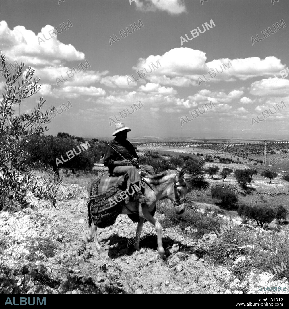 LUGAREÑO MONTADO EN UN BURRO - AÑOS 50 - ByN 40571.