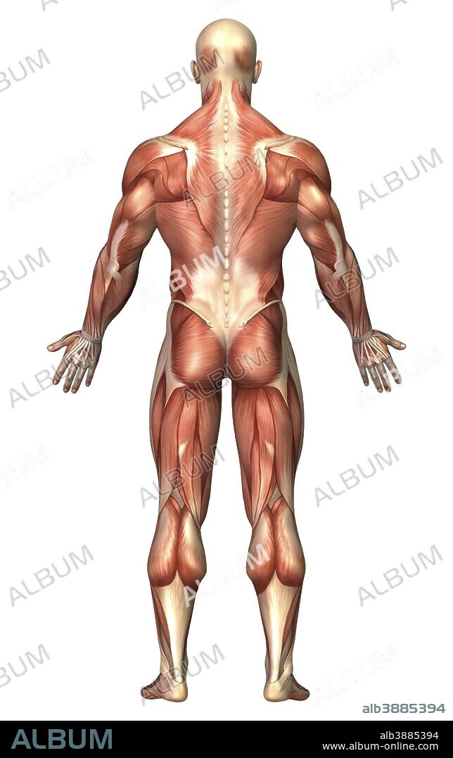 Anatomy of male muscular system, back view.