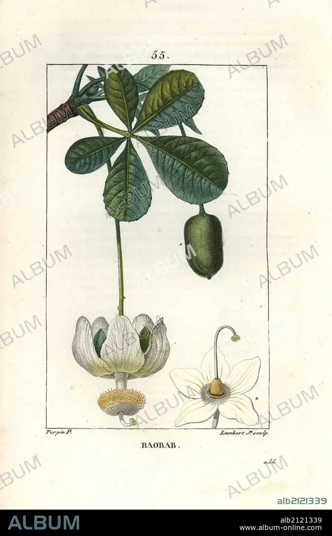 Botanical Baobab CD ボタニカル　バオバブ Botanical | baobab official site