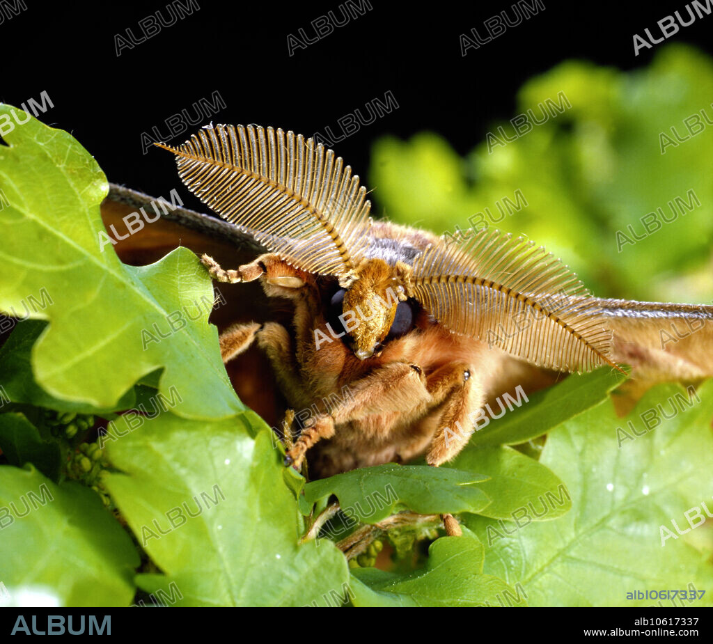 Head and large feathery antennae of male Chinese oak silkworm moth (Antheraea pernyi) . Large antennae like these are used to detect pheromones given off by the females. This species is used in scientific research and traditional Chinese medicine. (This is not the species used for silk production.).