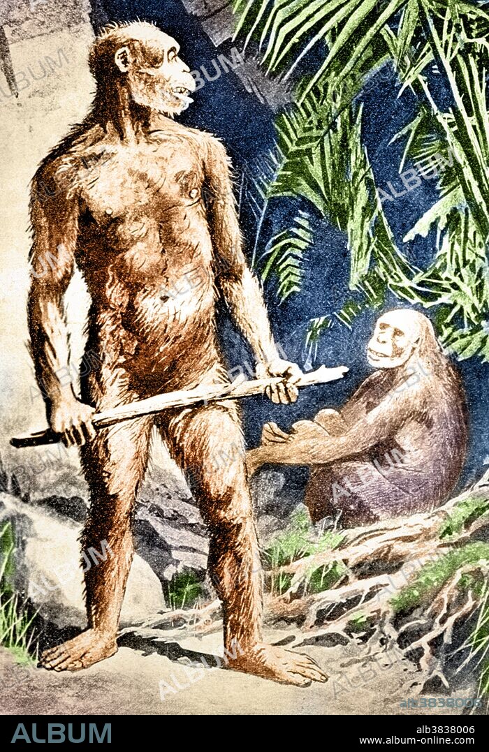 Color enhanced illustration of "Java Man," an apelike form of Homo sapiens from the middle Pleistocene having a small brain capacity, low cranial vault, and massive brow ridges. Java Man is the common name of fossilized Homo erectus remains found in 1891 at Trinil, Java. Its discoverer, Eugene Dubois, gave it the scientific name Pithecanthropus erectus, a name derived from Greek and Latin roots meaning upright ape-man. The current consensus of anthropologists is that the direct ancestors of modern humans were African populations of Homo erectus (possibly Homo ergaster), rather than the Asian populations exemplified by Java Man and Peking Man. Illustration originally captioned: Pithecanthropus, Java Ape Man (Osborn) from unidentified source, 1916. This image has been color enhanced.