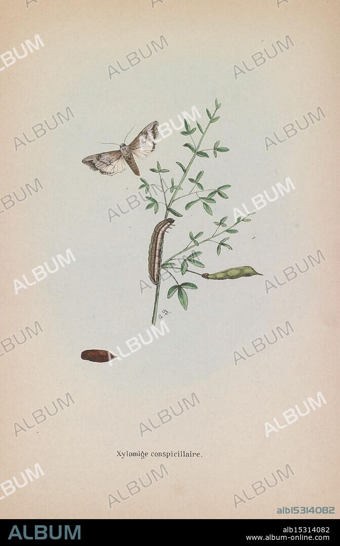 Les lepidopteres de la Belgique, Bruxelles, Librairie C. Muquardt, Merzbach et Falk succ, 1874-84, Belgium, Lepidoptera, A delicate display featuring the Xylomiges conspicillaria moth, depicted mid-flight above a slender green plant. The moth, with its light-colored wings showcasing intricate patterns, hovers gracefully. Below, a green caterpillar rests along the plant stem, camouflaged among the leaves. A few dark seed pods lie nearby, adding a touch of contrast to the scene. The composition captures the beauty of nature and the connection between the moth and its host plant, emphasizing themes of transformation and the lifecycle of these creatures.