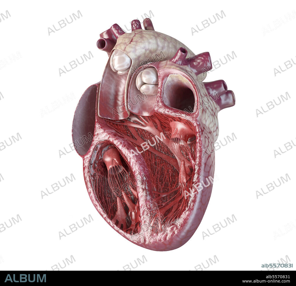 Human heart cross-section with detailed internal structure, on white background.