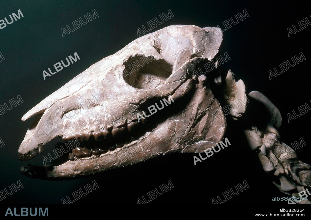 Three-toed horse (Mesohippus bairdi) fossil from South Dakota.