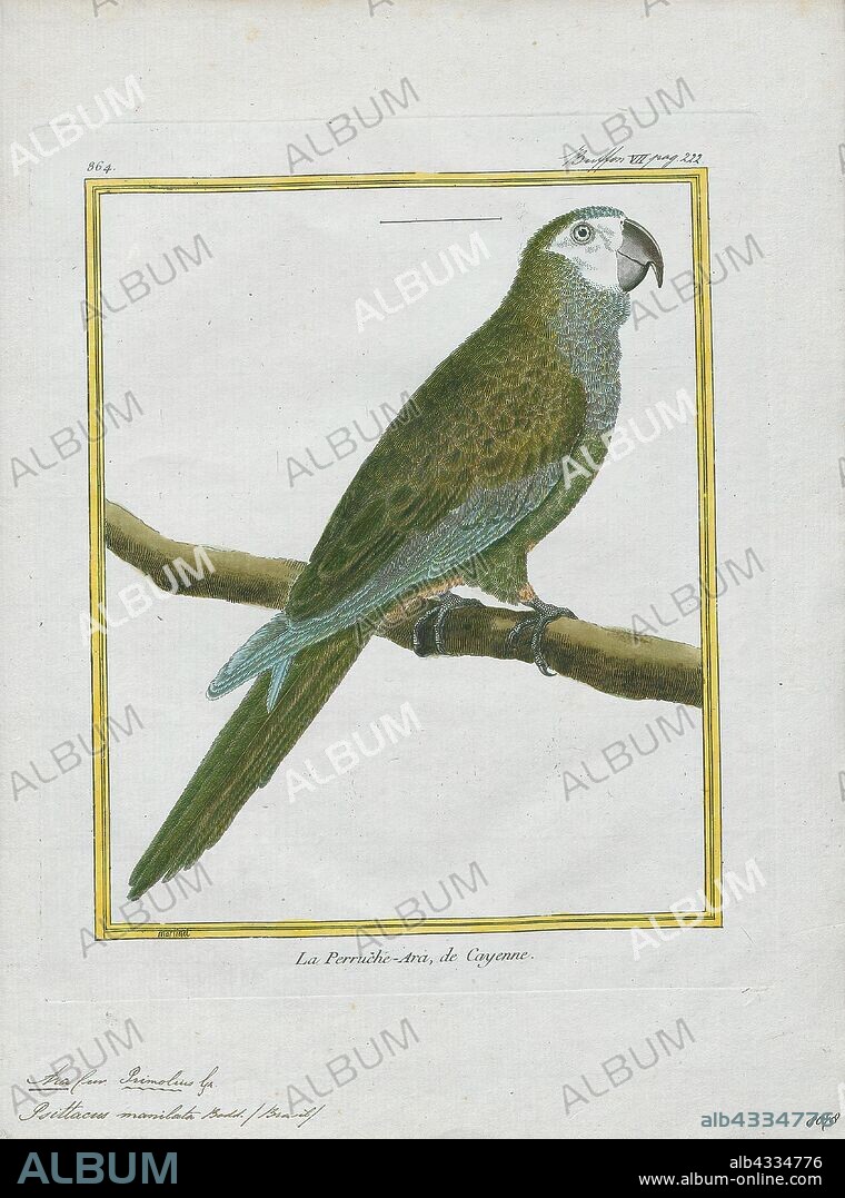 Ara manilata, Print, The red-bellied macaw (Orthopsittaca manilatus), also known as Guacamaya Manilata, is a medium-sized, mostly green South American parrot, a member of a group of large Neotropical parrots known as macaws. It is the largest of what are commonly called "mini-macaws". The belly has a large maroon patch which gives the species its name., 1700-1880.