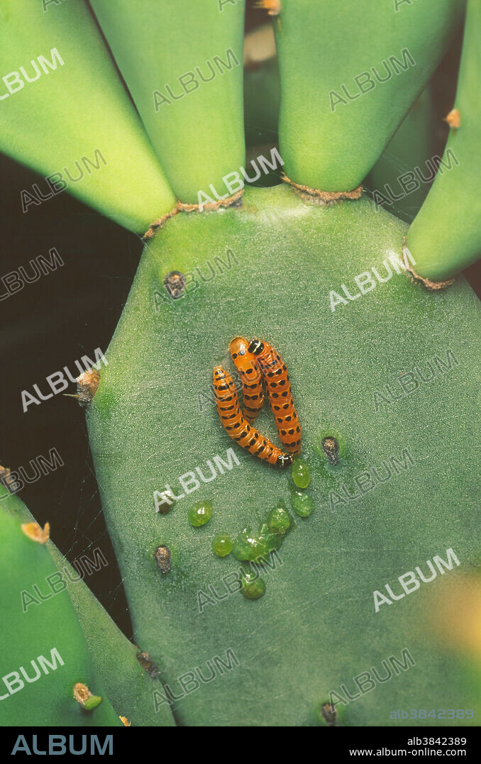 Argentinian moth caterpillar Cactoblastis cactorum feeding on prickly pear Opuntia sp., a relict of pear infestation in the Brigalow Belt of inland Qld when over 24 million Hectares were infested, before the caterpillar was introduced as biological control.