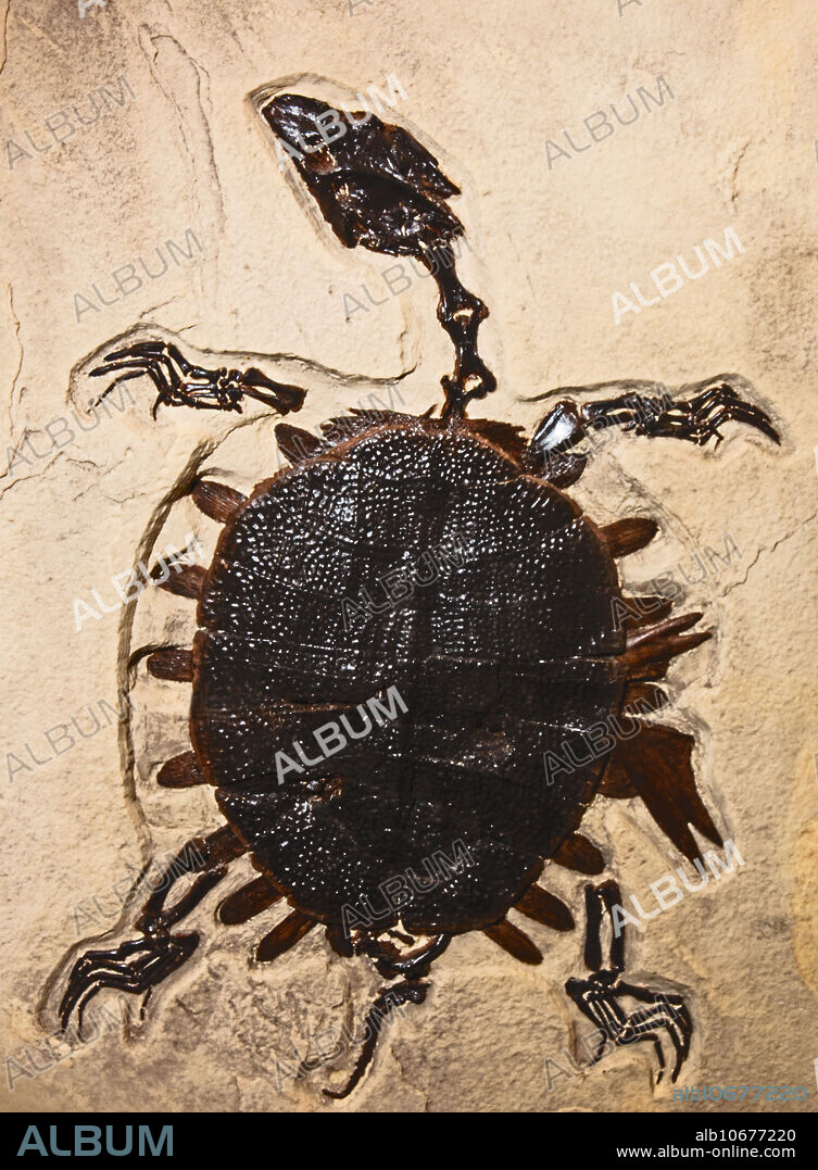 Trionyx turtle fossil. BYU Museum of Palaeontology. Provo, Utah, USA.