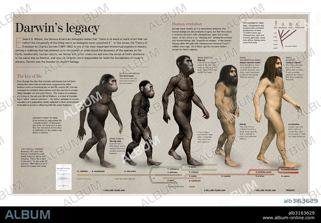 Darwin’s legacy. Infographic about the impact of the evolution theory by Darwin in science and theology.  .