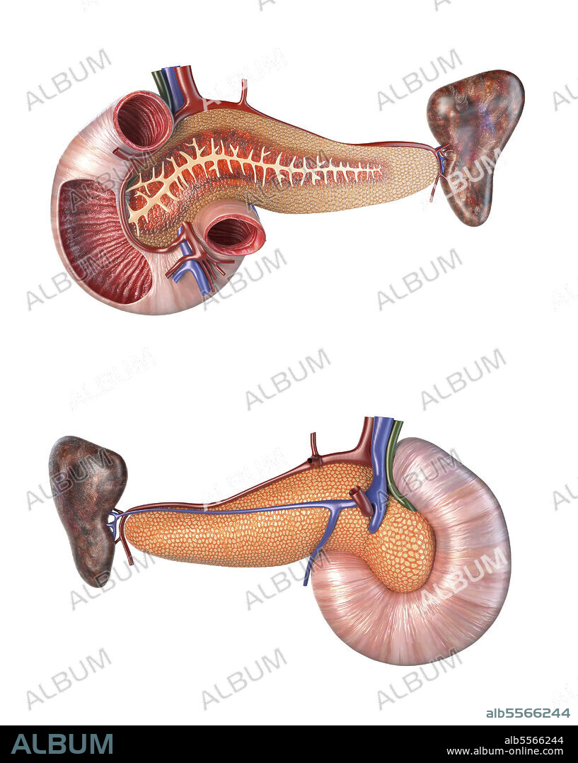 Anatomy of human pancreas and duodenum, cross section, front and back views.