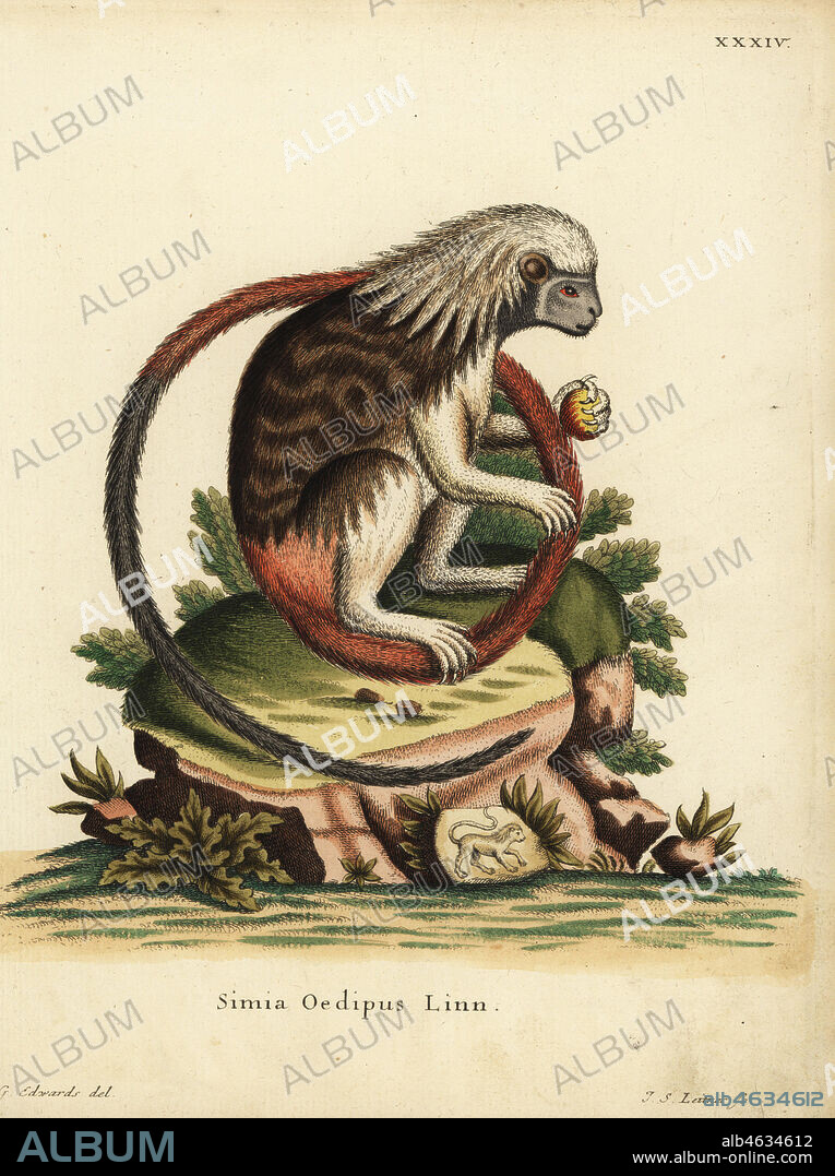 Cotton-top tamarin, Saguinus oedipus. Critically endangered. Simia oedipus Linn. Handcoloured copperplate engraving by Johann Sebastian Leitner after an illustration by George Edwards from Johann Christian Daniel Schreber's Animal Illustrations after Nature, or Schreber's Fantastic Animals, Erlangen, Germany, 1775.