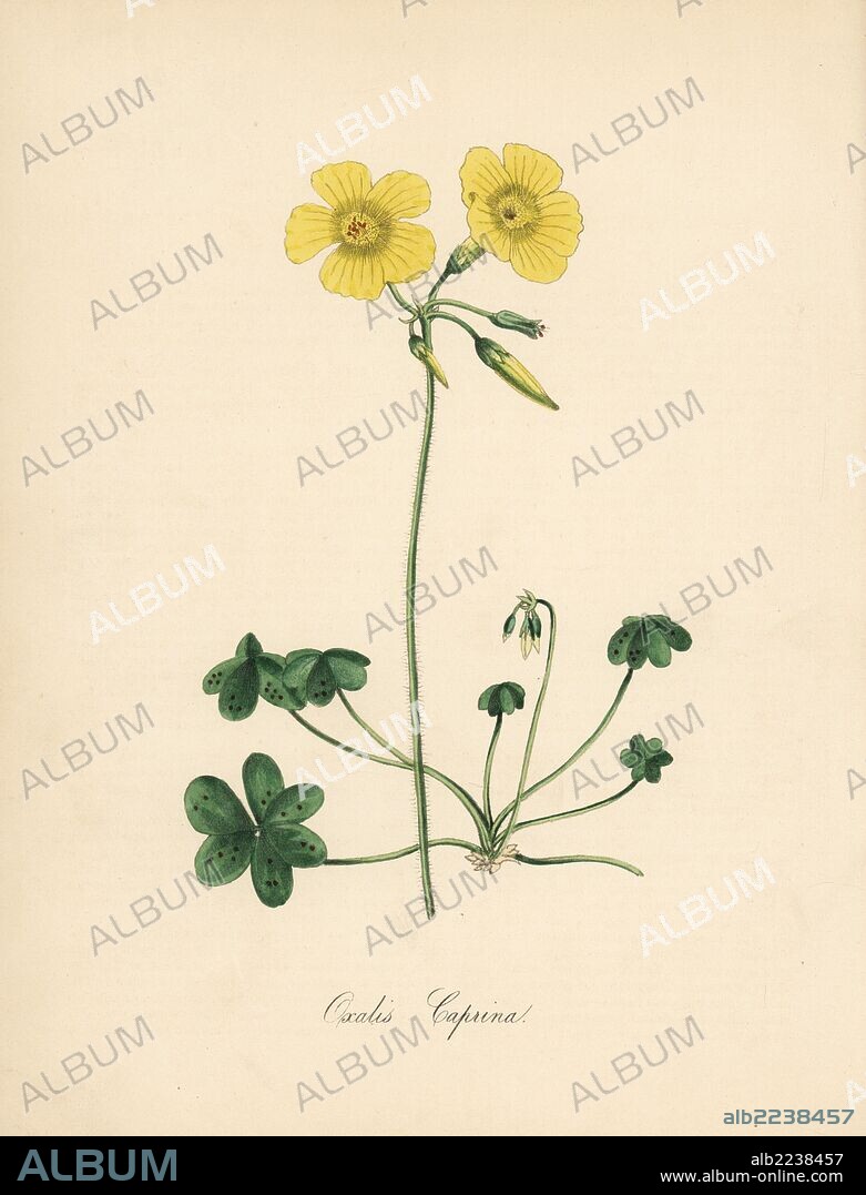 Goat's-foot wood sorrel, Oxalis caprina. Taken from an illustration by Sydenham Edwards in William Curtis' "Botanical Magazine." Handcoloured zincograph by C. Chabot drawn by Miss M. A. Burnett from her "Plantae Utiliores: or Illustrations of Useful Plants," Whittaker, London, 1842. Miss Burnett drew the botanical illustrations, but the text was chiefly by her late brother, British botanist Gilbert Thomas Burnett (1800-1835).