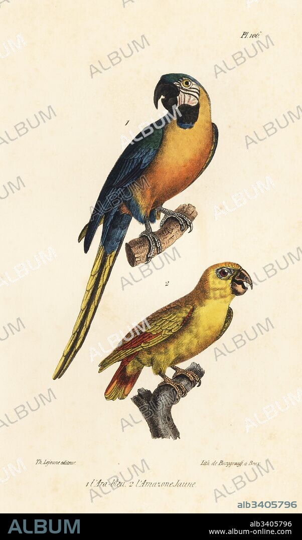 Blue-and-yellow macaw, Ara ararauna, and yellow-headed amazon, Amazona oratrix (endangered). Handcoloured lithograph from Th. Lejeune's Complete Works of Buffon, Oeuvres Completes de Buffon, Brussels, 1837.