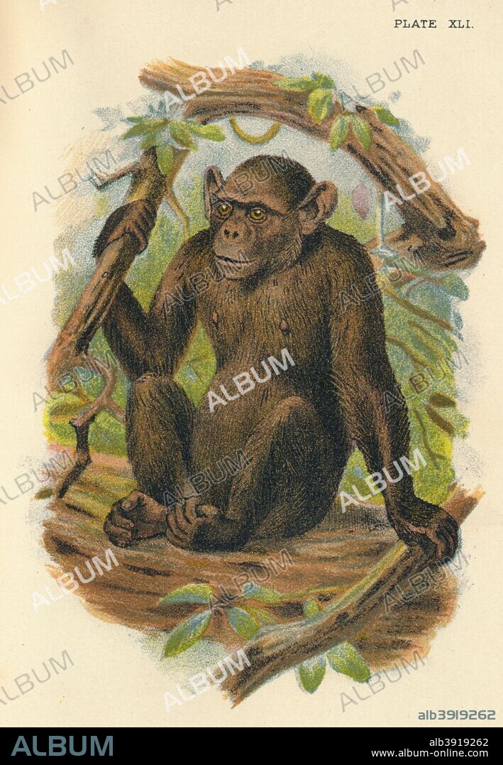 'The Bald Chimpanzee', 1897. From Lloyd's Natural History - Monkeys, Part V, by Henry O. Forbes, LL.D., F.Z.S., &C., and edited by R. Bowdler Sharpe, LL.D. F.L.S., &c [Edward Lloyd, Limited, London, 1897].