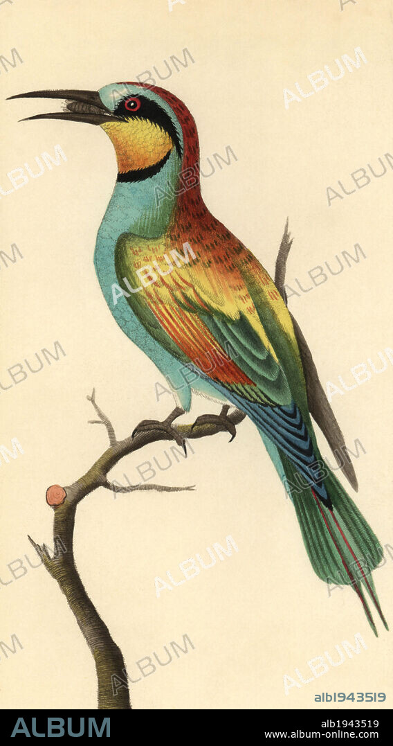 European bee-eater, Merops apiaster. The bird depicted with a bee in its beak. Illustration unsigned (George Shaw and Frederick Nodder).. Handcolored copperplate engraving from George Shaw and Frederick Nodder's "The Naturalist's Miscellany" 1794.. Frederick Polydore Nodder (1751~1801?) was a gifted natural history artist and engraver. Nodder honed his draftsmanship working on Captain Cook and Joseph Banks' Florilegium and engraving Sydney Parkinson's sketches of Australian plants. He was made "botanic painter to her majesty" Queen Charlotte in 1785. Nodder also drew the botanical studies in Thomas Martyn's Flora Rustica (1792) and 38 Plates (1799). Most of the 1,064 illustrations of animals, birds, insects, crustaceans, fishes, marine life and microscopic creatures for the Naturalist's Miscellany were drawn, engraved and published by Frederick Nodder's family. Frederick himself drew and engraved many of the copperplates until his death. His wife Elizabeth is credited as publisher on the volumes after 1801. Their son Richard Polydore (1774~1823) exhibited at the Royal Academy and became botanic painter to King George III.