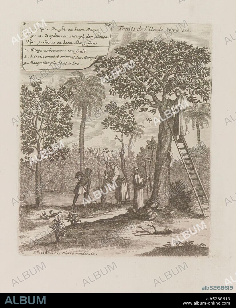 Van Der Aa, Pieter Boudewyn / Frutos de la isla de Java, 1729 (mango y mangostán). 1729.