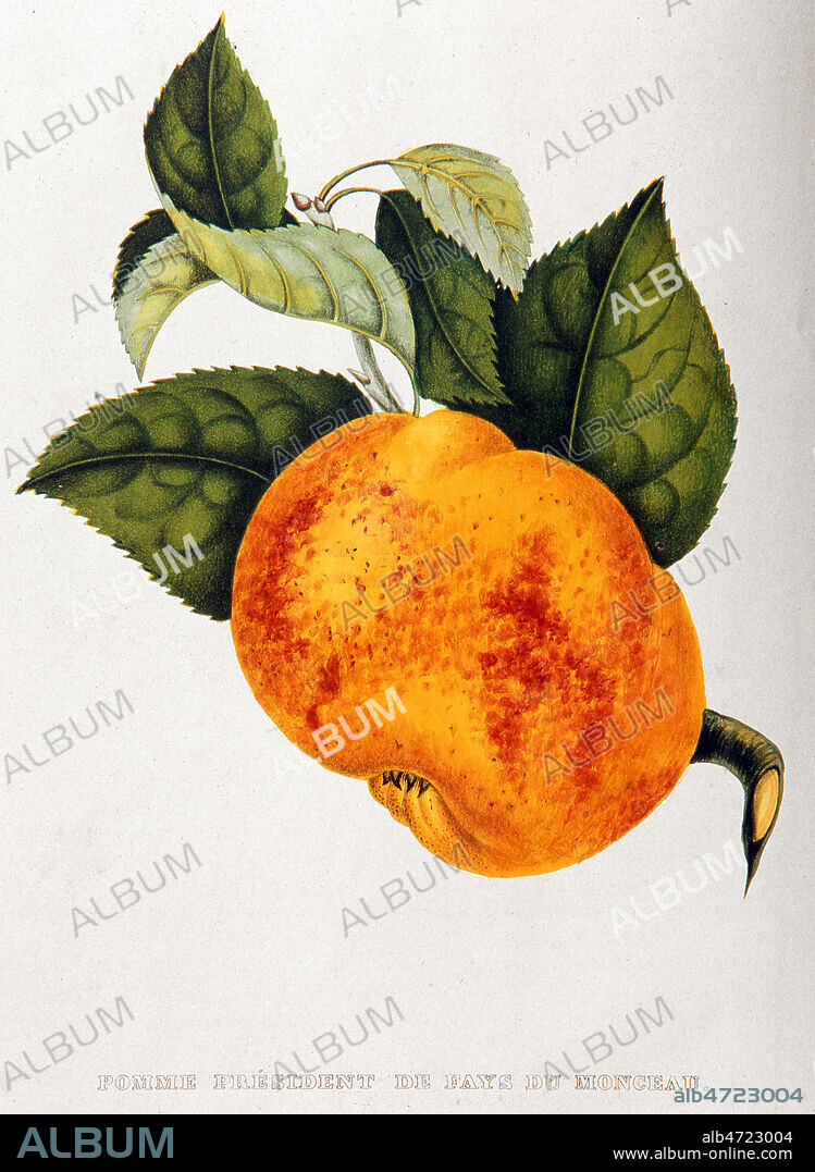 Pomme 'president de Fays du Monceau'. Planche botanique des 'Annales de Pomologie Belges et Etrangeres' par Alexandre BIVORT (1809-1872) ecrit de 1853 a 1860. Credit: Cheuva / KHARBINE-TAPABOR.