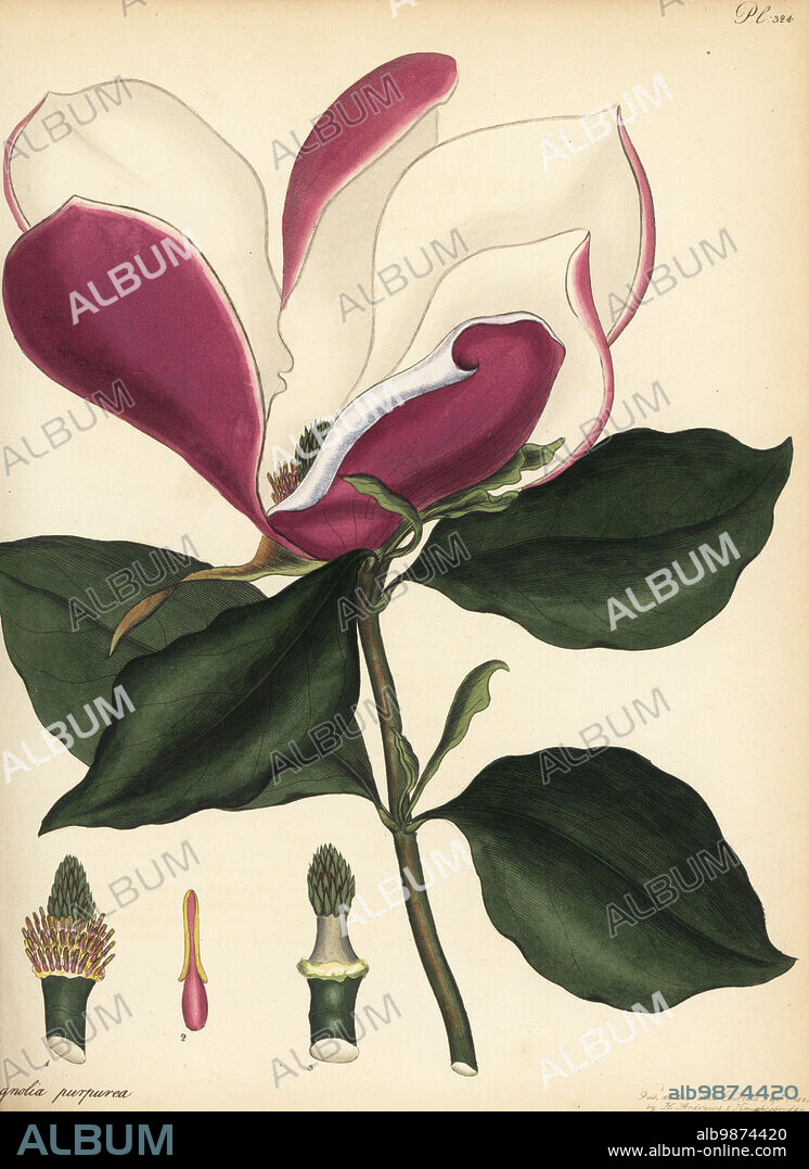 Mulan magnolia, Magnolia liliiflora. Purple-flowered magnolia, Magnolia purpurea. From China and Japan, in the conservatory of George Spencer-Churchill, the Marquis of Blandford, at White Knights. Copperplate engraving drawn, engraved and hand-coloured by Henry Andrews from his Botanical Register, Volume 5, self-published in Knightsbridge, London, 1803.