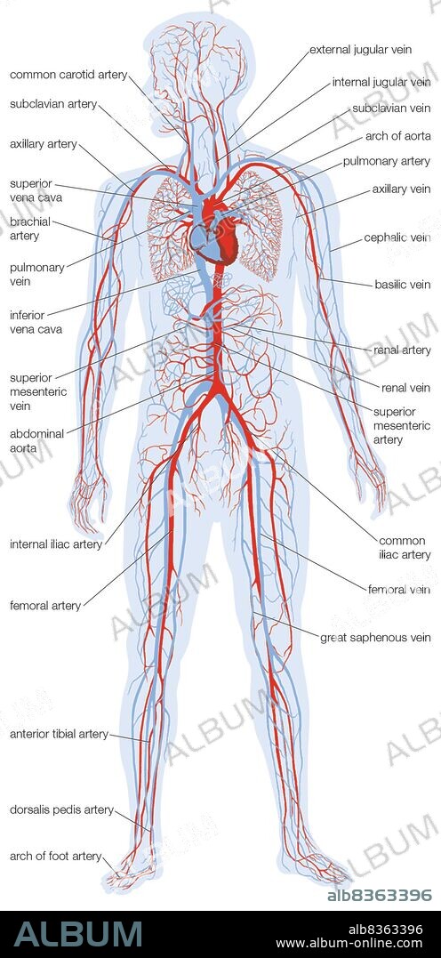 Silhouette of the human body showing the location and extent of the heart and vascular system.