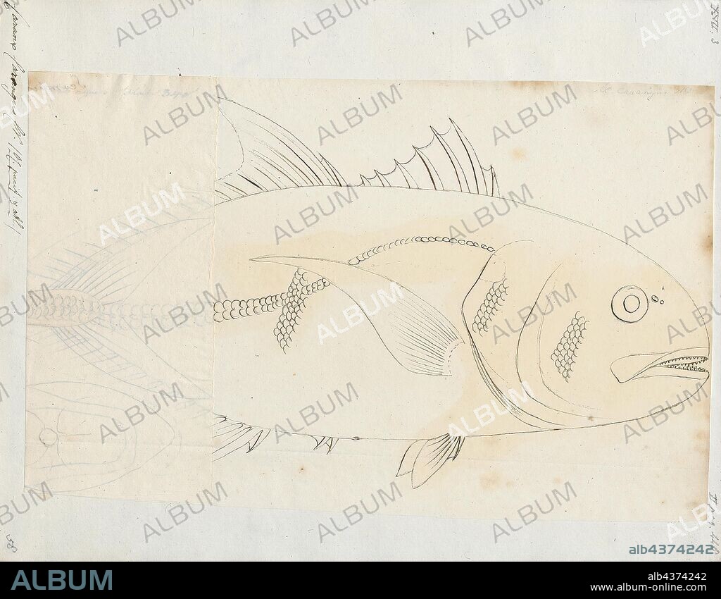 Caranx carangus, Print, Caranx is a genus of tropical to subtropical marine fishes in the jack family Carangidae, commonly known as jacks, trevallies and kingfishes. They are moderate- to large-sized, deep-bodied fishes which are distinguished from other carangid genera by specific gill raker, fin ray and dentition characteristics. The genus is represented in the Pacific, Indian and Atlantic Oceans, inhabiting both inshore and offshore regions, ranging from estuaries and bays to deep reefs and offshore islands. All species are powerful predators, taking a variety of fish, crustaceans and cephalopods, while they in turn are prey to larger pelagic fishes and sharks. A number of fish in the genus have a reputation as powerful gamefish and are highly sought by anglers. They often make up high amounts of the catch in various fisheries, but are generally considered poor to fair table fishes., 1700-1880.