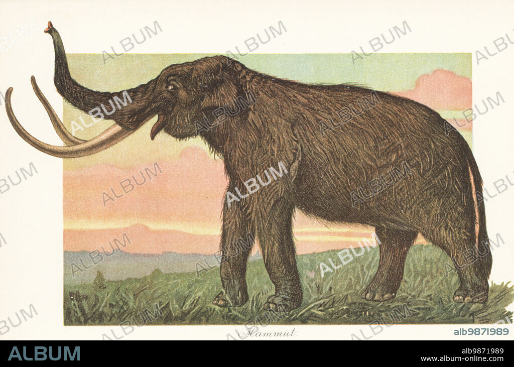 Reconstruction of a woolly mammoth, Mammuthus primigenius, an extinct species of mammoth that lived during the Pleistocene until its extinction in the Holocene. Mammut. Colour printed illustration by F. John from Wilhelm Bolsches Tiere der Urwelt (Animals of the Prehistoric World), Reichardt Cocoa company, Hamburg, 1908.