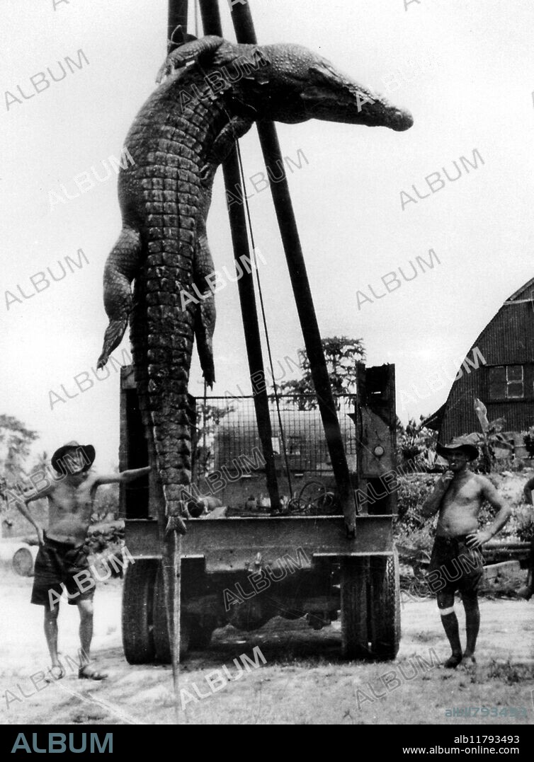 Giant Crocodile photographed 9 March 1945 by Flight Sgt Selwyn Day of the RAAF using a Box Brownie camera at Darwin N T Australia. It was shot by men of No 2 airfield in mangroves on out tide Howard River They measured it as 28 feet 4 inches long but in reality it may only be around 22 feet long.