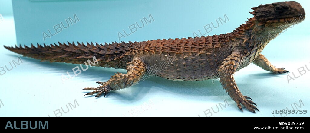 Model of a Giant girdled lizard, the largest species of the Cordylidae. Dated 20th Century.