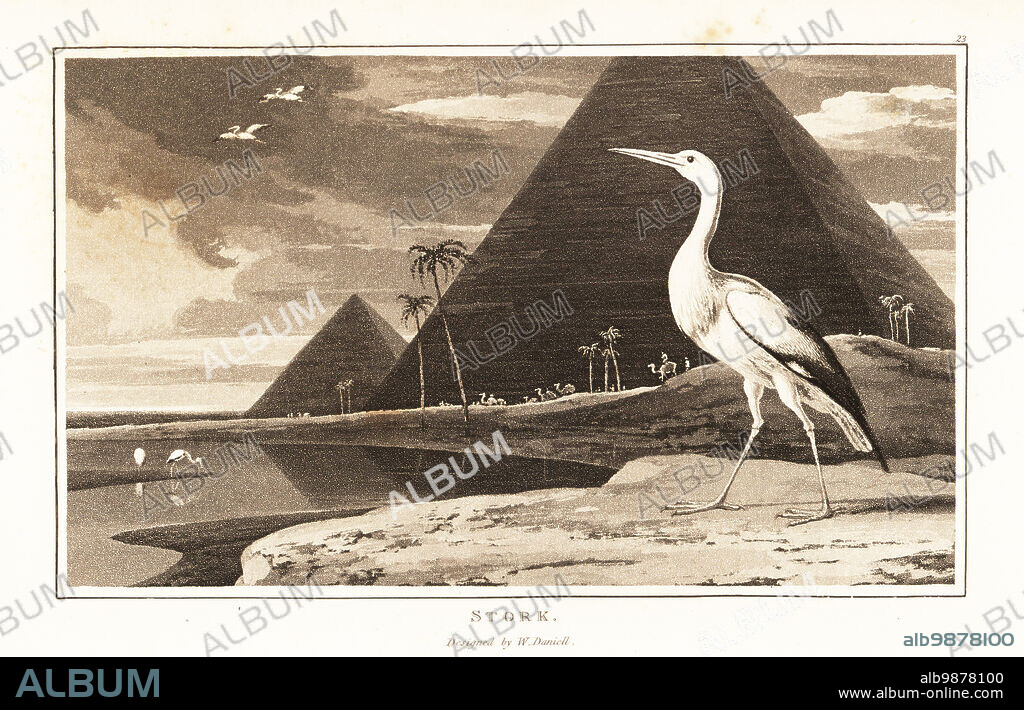 White stork, Ciconia ciconia, Ardea ciconia, in front of the pyramids and palm trees next to the River Nile, Egypt. Aquatint drawn and engraved by William Daniell from William Woods Zoography, Cadell and Davies, 1807.