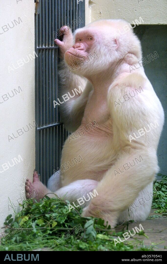 Copito de nieve, gorila albino. Zoológico de Barcelona.