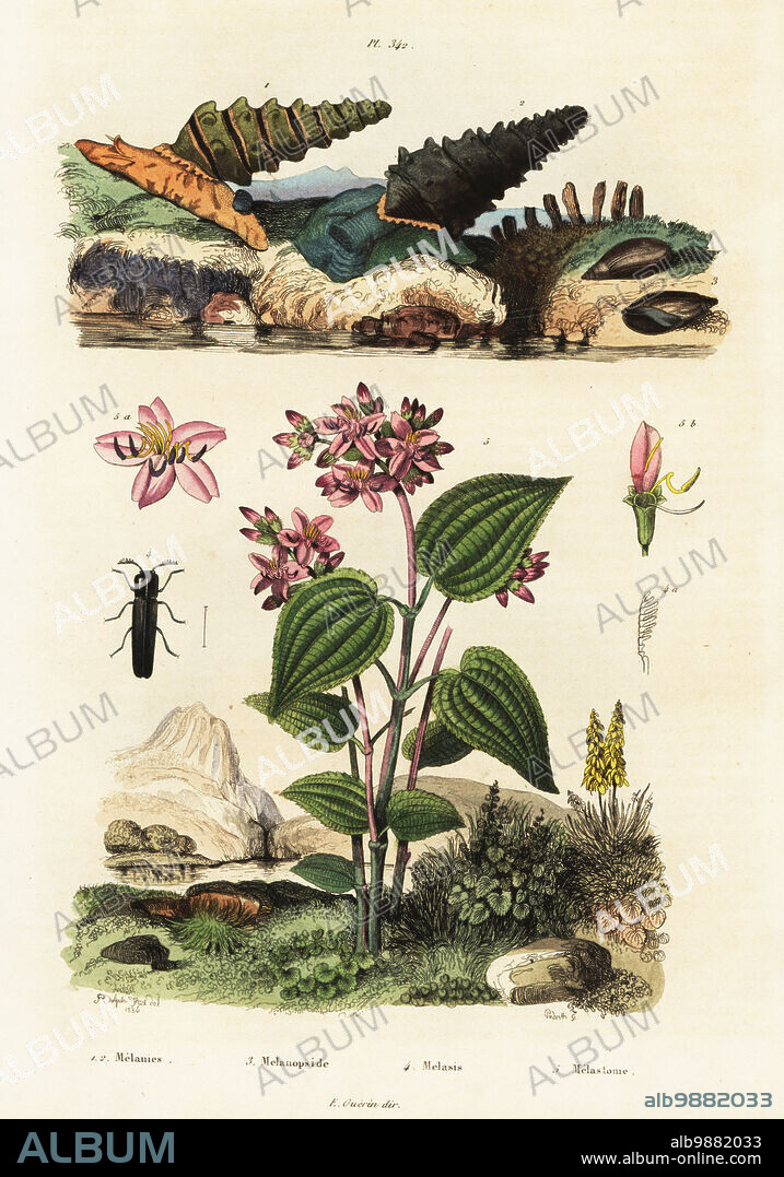 Trumpet snails, Pachymelania aurita (Melania aurita) 1, Melania tuberculosa 2, freshwater snail, Melanopsis buccinoidea 3, soldier beetle, Melasis buprestoides 4, and Clidemia cymosa (Melastoma cymosa) 5. Melanies, Melanopside, Melasis, Melastome. Handcoloured steel engraving by Pedretti after an illustration by Adolph Fries from Felix-Edouard Guerin-Meneville's Dictionnaire Pittoresque d'Histoire Naturelle (Picturesque Dictionary of Natural History), Paris, 1834-39. .