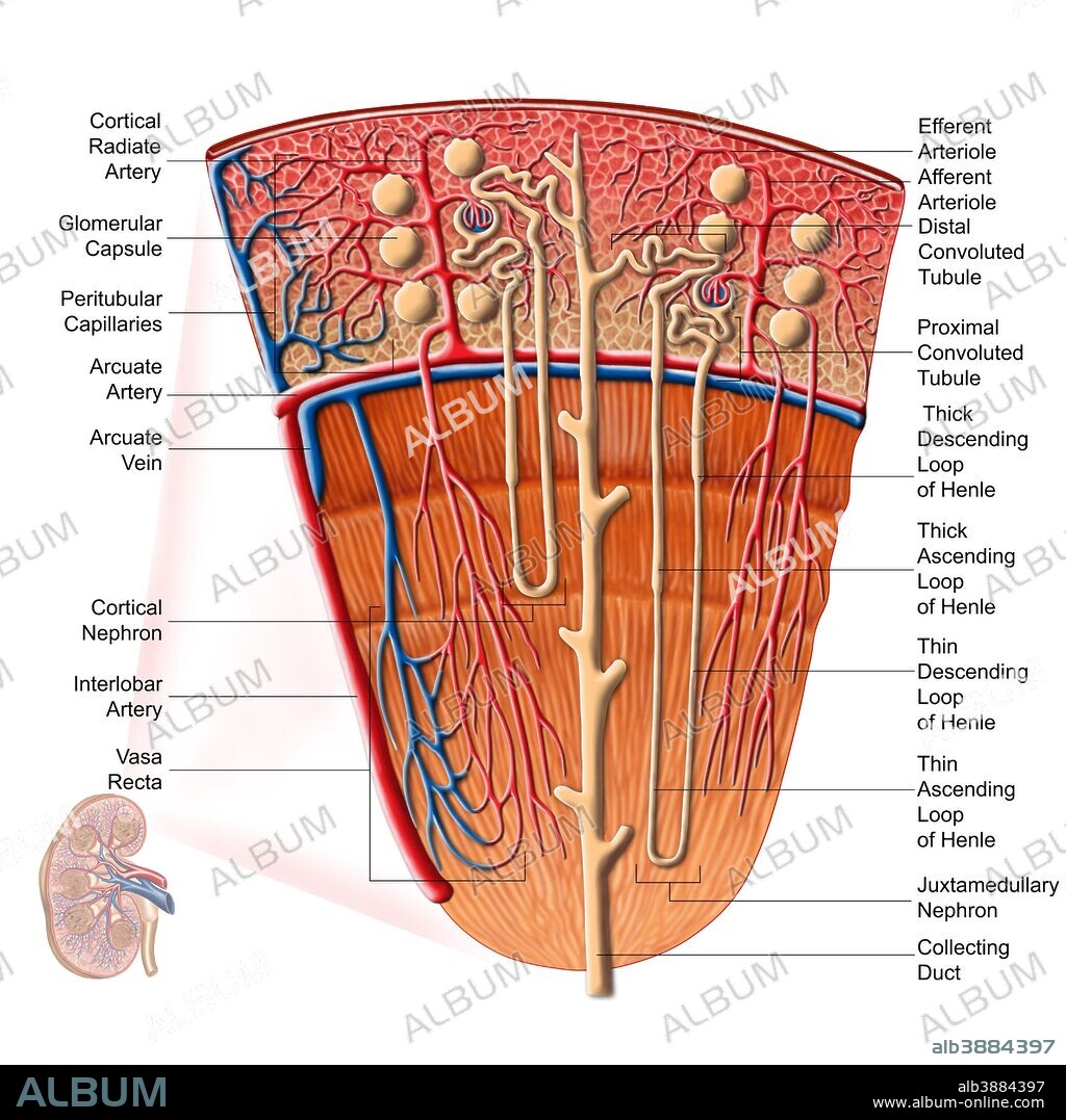 Anatomy of human kidney function.