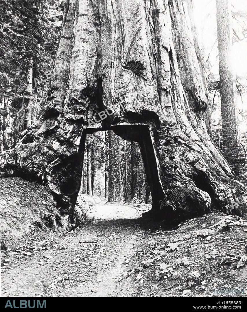 Road driven through the bole of a Californian Redwood tree given the name Wawona. Tree bole diameter 8.53m (28 ft) and height of 144.78m (275 ft). Photograph c1893.
