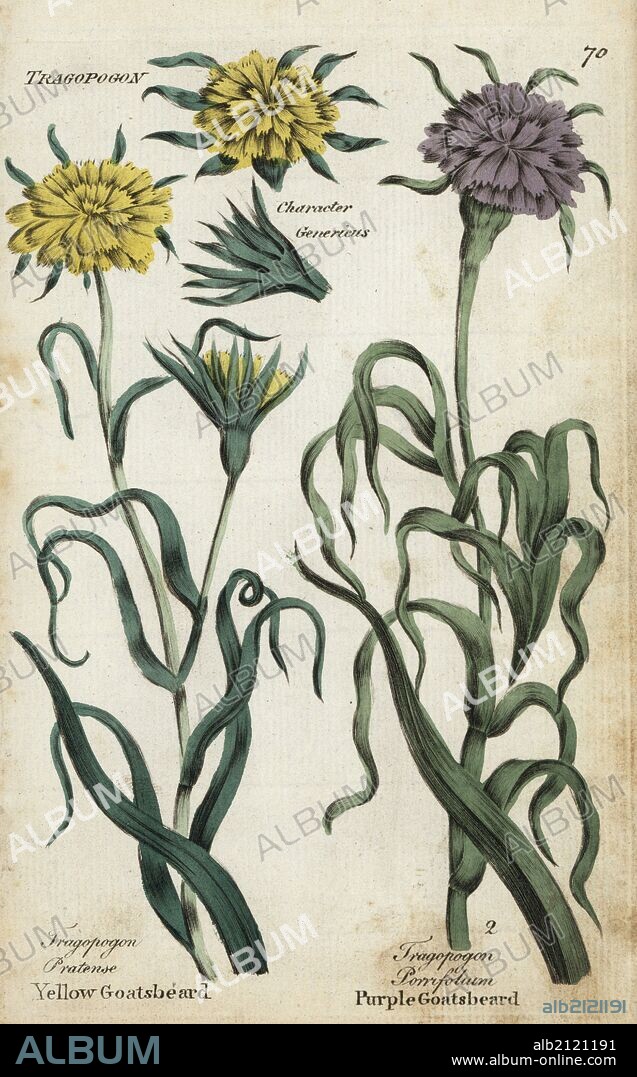 Yellow goatsbeard or meadow salsify, Tragopogon pratense, and purple goatsbeard or salsify, Tragopogon porrifolium. Handcoloured botanical copperplate engraving by an unknown artist from "Culpeper's English Family Physician; or Medical Herbal Enlarged, with Several Hundred Additional Plants, Principally from Sir John Hill," by Joshua Hamilton, London, W. Locke, 1792.